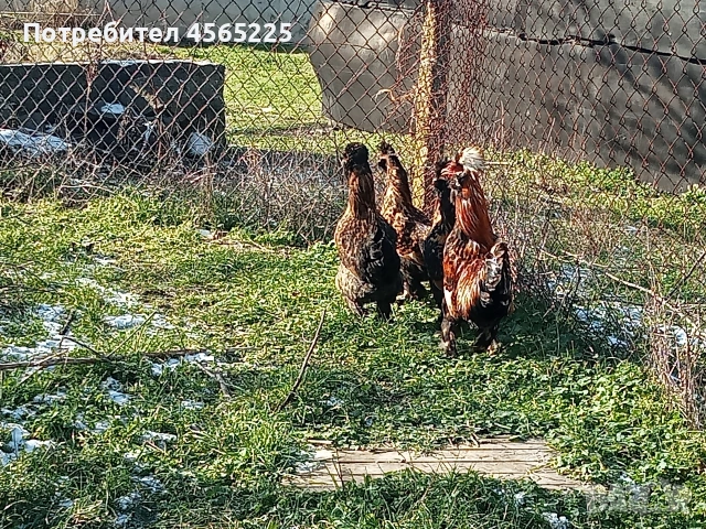 Яйца, снимка 4 - други­ - 53085148