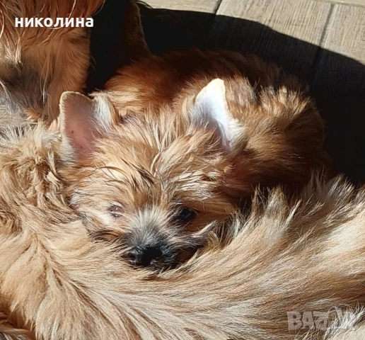 Продавам Йоркширски териер-златен, снимка 3 - Йоркширски териер - 53179258