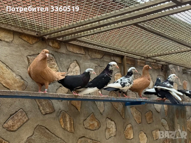 Гълаби неврени и лимонки