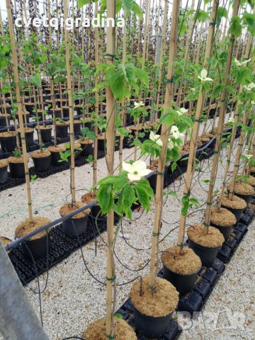 Cornus kousa Chinensis (Китайски дрян), снимка 4 - Градински цветя и растения - 41207263