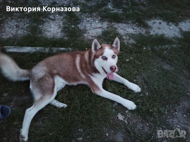 Хъскита: Продава кучета порода Хъски - обяви на ТОП цени — Bazar.bg