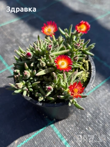 Делосперма 7 цвята , снимка 4 - Градински цветя и растения - 53837815