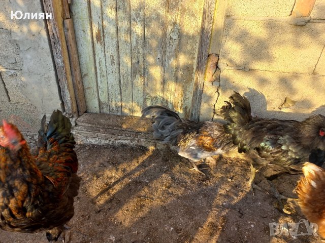 Домашни петли, снимка 2 - Кокошки и пуйки - 42160592
