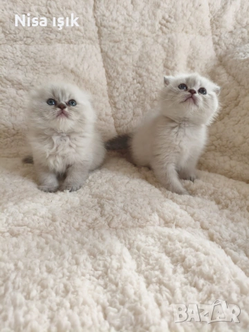 уникални пухчета този вечер може да е с вас, снимка 2 - Британска късокосместа - 53799849