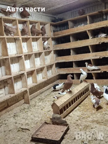 пазарджишки високолетачи със добри постижения , снимка 15 - Гълъби - 48656358