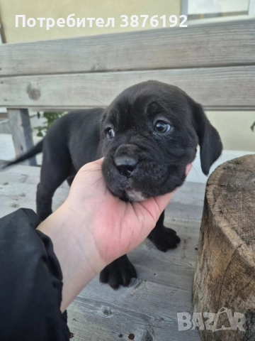 Кане Корсо женски, снимка 3 - Кане корсо - 52833256