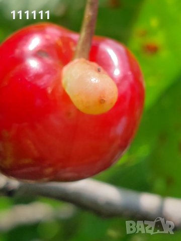 Череша уникат за колекционери и ценители , снимка 12 - Други ценни предмети - 41100414