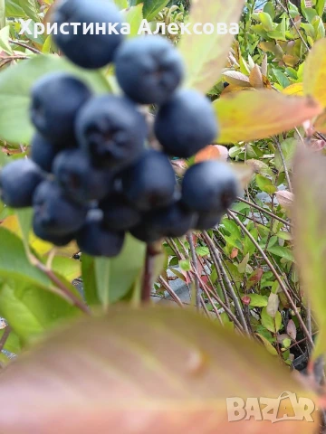 Арония фиданки