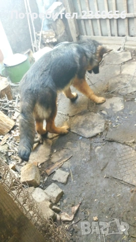 Немска овчарка мъжко куче, снимка 2 - Немска овчарка - 53650767