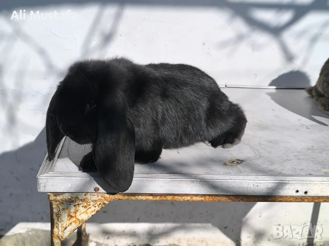 МЪЖКИ кочовати зайци , снимка 9 - Други - 53465684