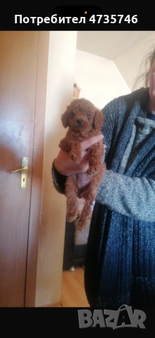 Той Пудел / ЖЕНСКО / 4 месеца, снимка 2 - Пудели - 53644254