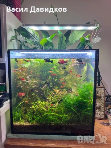 Живородни , Бял папагал и растения 