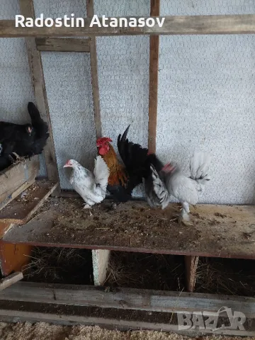 Свободни Млади Петлета от породата ШАБО,люпени са май месец 