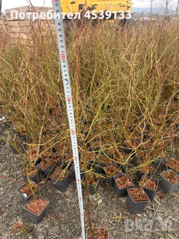 боровинки сорт БЛУКРОП Растенията са 3 годишни, снимка 4 - Разсади - 53722371