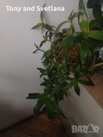 Ароматна Кализия (Calisia Fragrans) - стайно цвете с широко приложение в народната медицина , снимка 14 - Стайни растения - 53489071