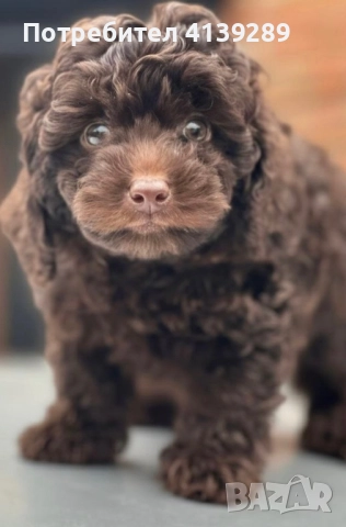Пудел мини , снимка 3 - Пудели - 52754682