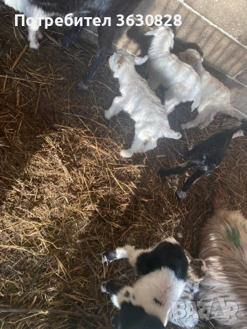 Продавам новородени малки сукалчета 