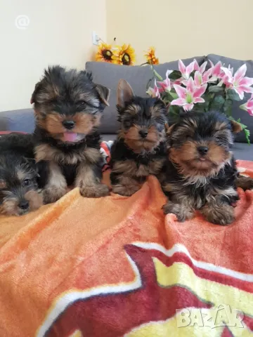 Йоркширски териер йорки , снимка 6 - Йоркширски териер - 49514923