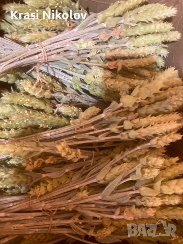 мурсалски чай. 