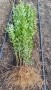 0.70лв. Лигуструм на корен, снимка 8