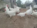 Сини яйца от бял Легбар , снимка 4