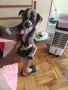 кученца чихуахуа , снимка 6
