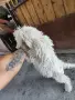Лагото романьоло, снимка 3