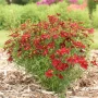 Coreopsis red satin(Кореопсис Червен сатен), снимка 1