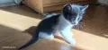 котенца малки коте, снимка 1