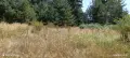 Продавам парцел на Пампорово - Поповото. 🌲 , снимка 7