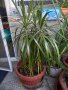 Драцена маргината и Драцена фрагранс, снимка 1 - Стайни растения - 42065724
