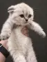Уникално шотландско клепоухо котенце Blue Colorpoint – рядък и красив цвят, снимка 4