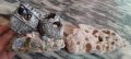 Продавам декорации бъчви и камък, снимка 1 - Оборудване за аквариуми - 41357025