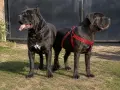 Кане корсо чистокръвни , снимка 7