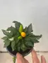 Декоративни чушки, снимка 1