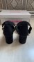 Дамски обувки от велур Graceland, снимка 3