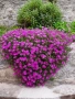 Делосперма (Delosperma cooperii), вечнозелено многогодишно сукулентно растение, снимка 2