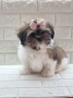 Ши Тцу Shih Tzu, снимка 1