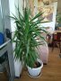 Юка палма, снимка 1 - Стайни растения - 41037064