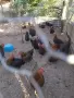 селскостопански животни кокошки , снимка 2