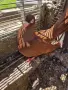 Продавам  2 чифта червени   донеци, снимка 3