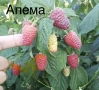 Разсад ягоди и малини цена 0.30€  Тел за поръчка 0887169442  „Алба е първият лъч на лятото – ягода с, снимка 12