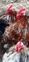 Петли- Кохин  продава или бартер за кокошка , снимка 1 - Кокошки и пуйки - 44213685