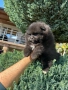 Мини померани , снимка 7