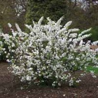 Японска Вишна-(Prunus Alba Plena), снимка 9 - Градински цветя и растения - 40121338