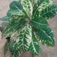  Кротони с красиво обагрени листа, снимка 1 - Стайни растения - 20844994