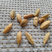 семена от екзотично растение от остров Мадагаскар, снимка 2 - Сортови семена и луковици - 44585218
