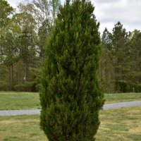  Юниперус хинензис Спартан, Juniperus chinensis 'Spartan', снимка 3 - Градински цветя и растения - 44464961