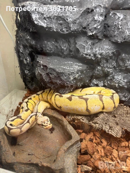 Кралски питон мъж, снимка 1