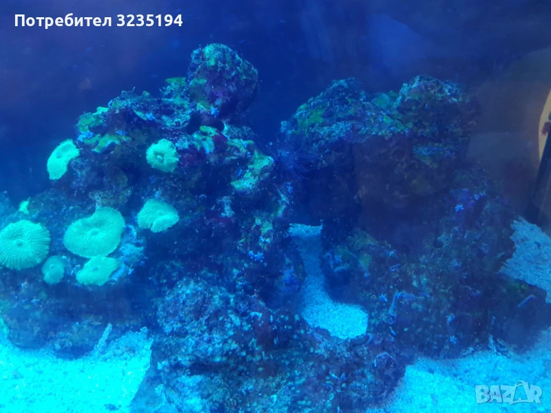 Живи камъни, снимка 1